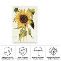 Nicolas Robert 'Helianthus Annuus Sunflower' Vanjski platno