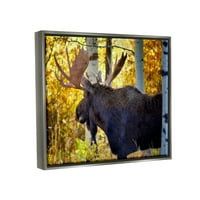 Stupell Industries Moose Fotografije Jesenjikovo lišće Životinje i insekti Fotografija Siva ploča Framed