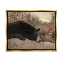 Stupell Odmaranje Medvjeda Jesen Lišće Jezero Životinje I Insekti Fotografija Zlatni Plutač Uokvireni